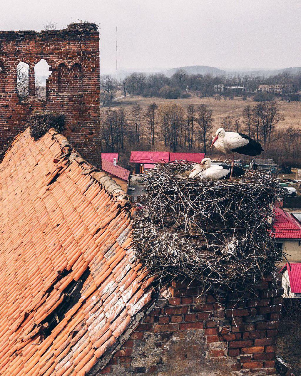 Аисты в гнезде на крыше Кирхи Куменена