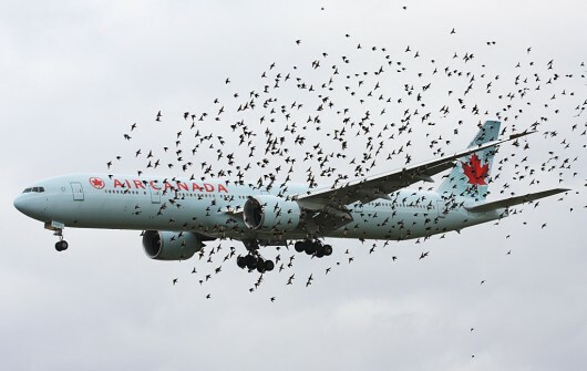 medium airliner with birds