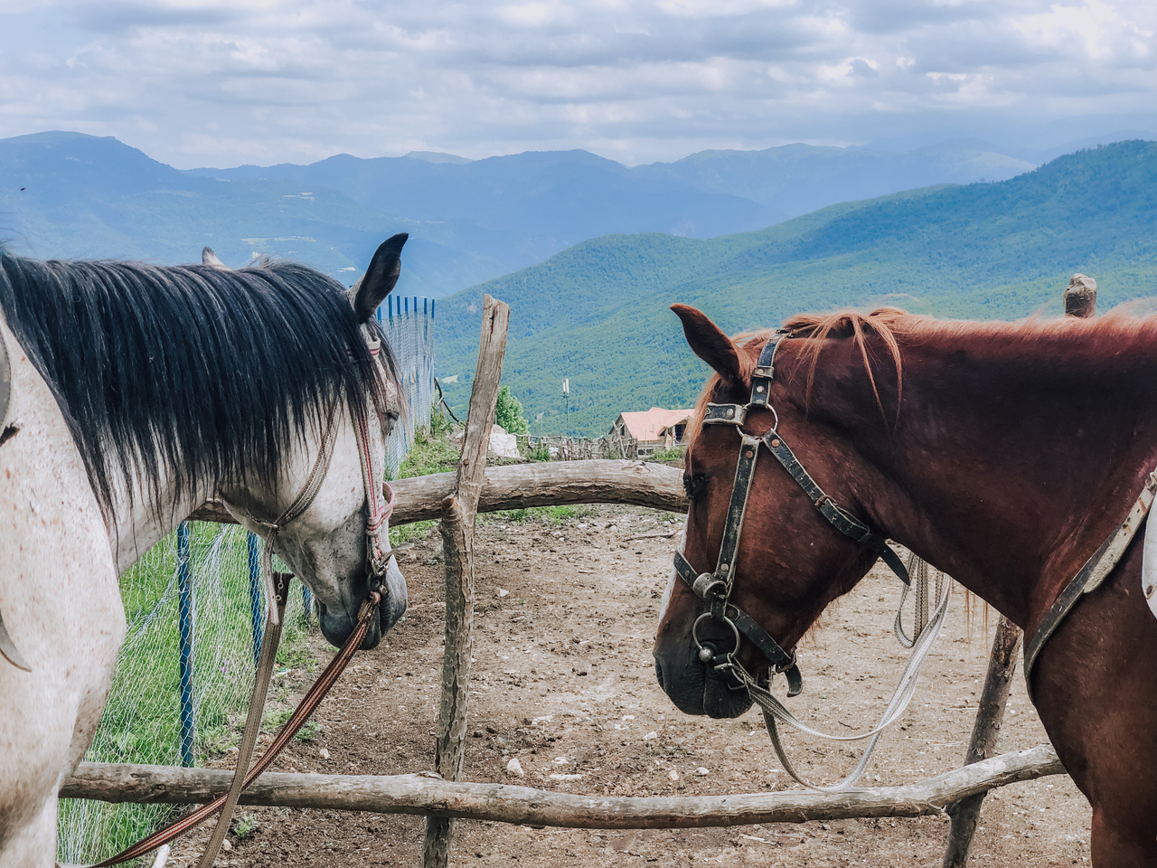Лошади в Apaga Resort, Енокаван