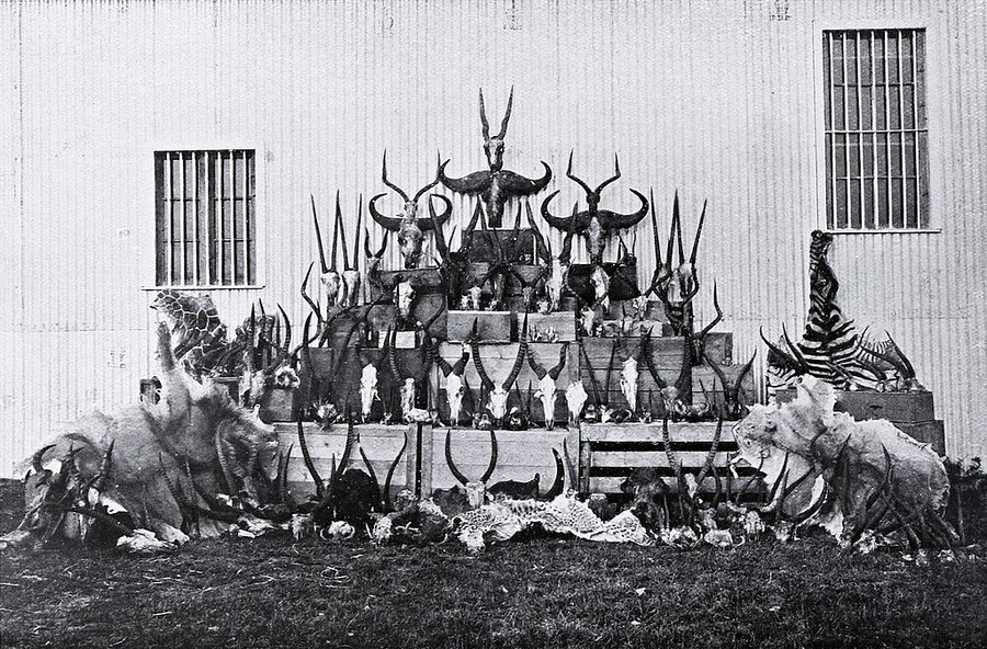 Трофеи, снятые клиентами Newland, Tarlton & Co., Найроби c. 1908 г.