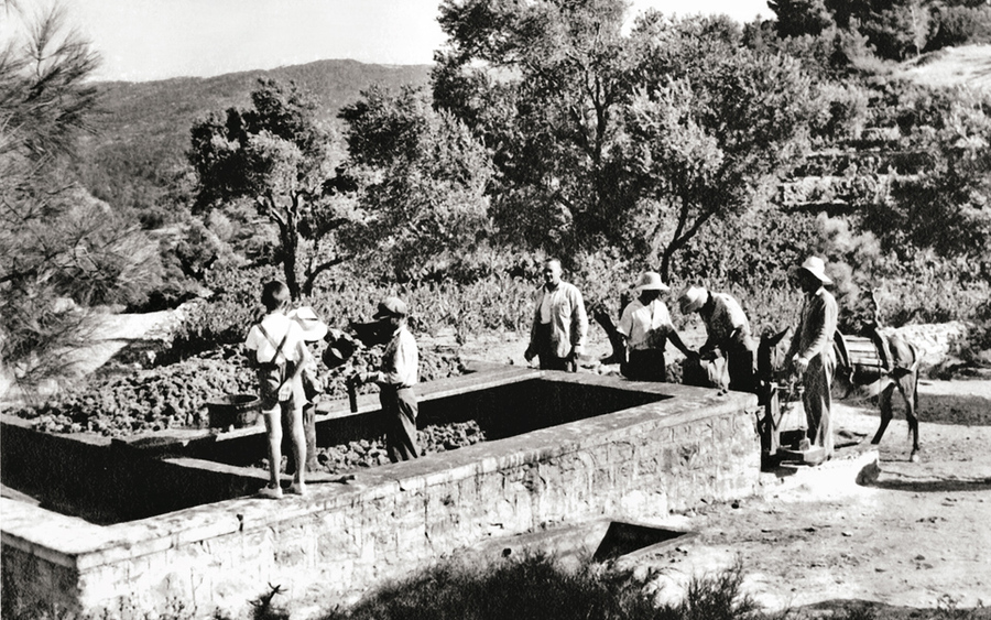 Топтание винограда на Самосе до того, как виноделие стало индустриальным в Греции.