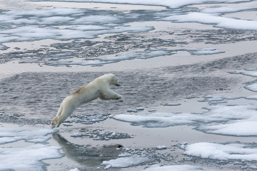 Белый медведь прыгает с льдины на льдину