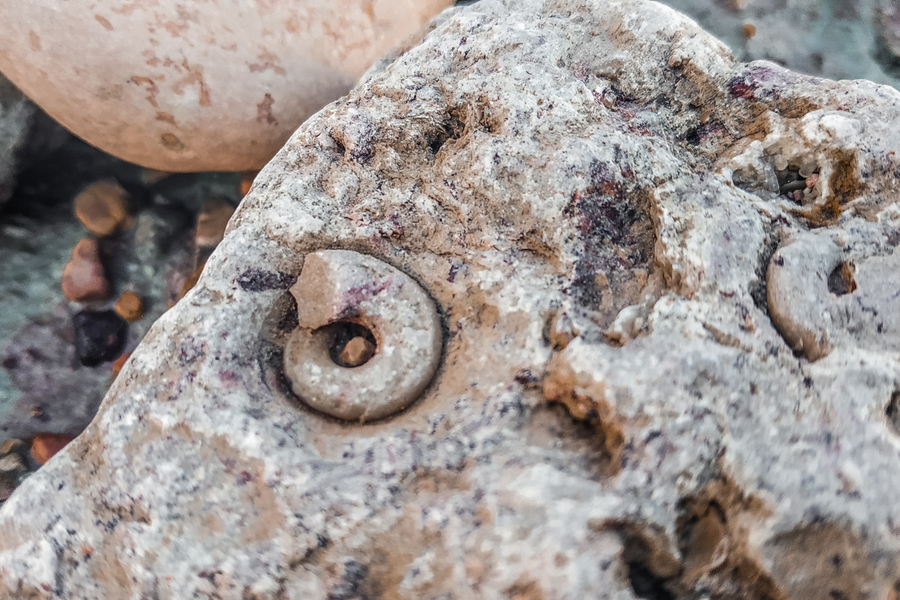 Находки в отложениях Ильменского глинта