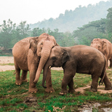 Таиланд будет регулярно закрывать свои национальные парки для защиты дикой природы