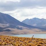 В Чили организуют сеть национальных парков, которая пройдет через всю Патагонию