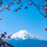 Едем в Японию: Опубликован прогноз цветения сакуры на 2018 год